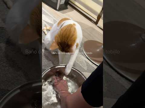 Baño de contraste en mi 6ta semana de recuperación esguince de tobillo no podía faltar mi ayudante