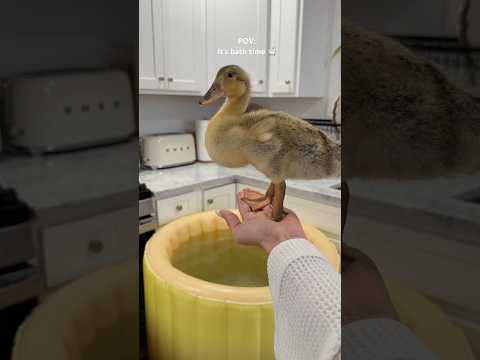 It’s bath time! #bathtime #duck #duckling #ducks #asmrsounds #duckpet #shorts