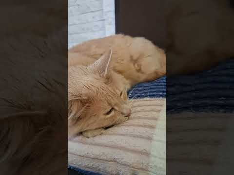 Улюбленець Шурочка #кіт #кітукраїнець #котик #cat #cats