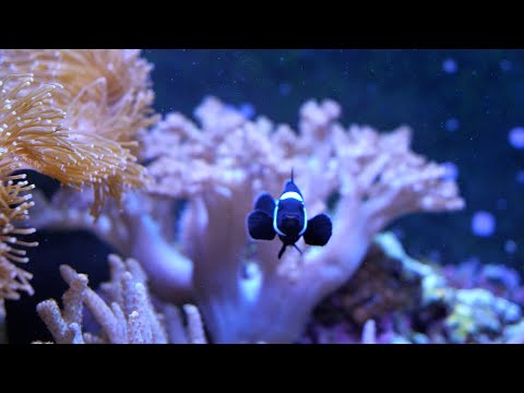125 Gal. Mixed Reef Aquarium | Relaxing Cinematic