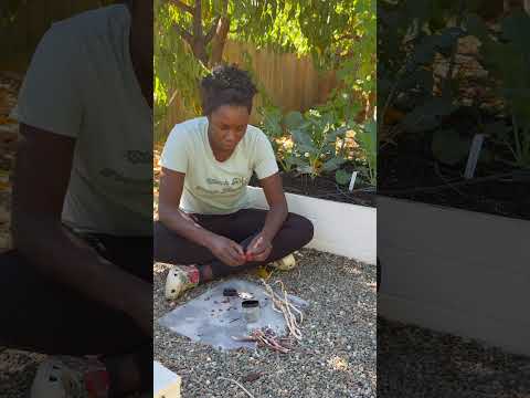 We saved yard long bean seeds so that we can grow them again next year. #seeds #vegetablegarden