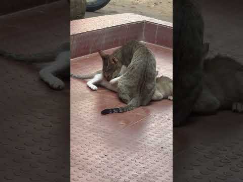 Tere hote kiska dar maa❤️❤️ | #maa #motherlove #shorts #cat