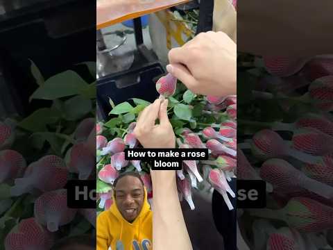 Only one way to get roses to ￼ blossom💀#flowers