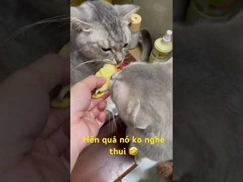 Ngon nha sen#linhmientay #jack #pets #cute #xuhướng