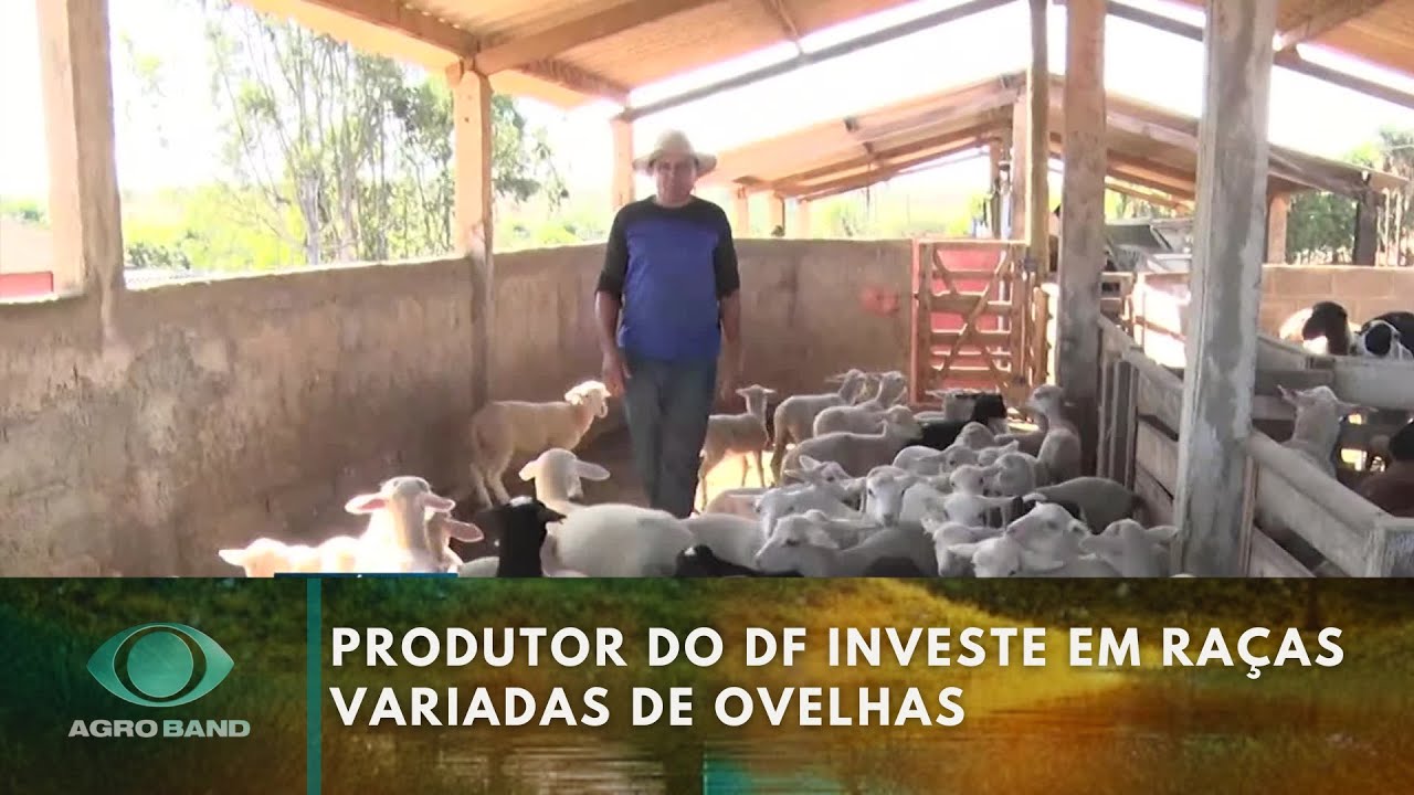 Produtor do DF investe em raças variadas de ovelhas