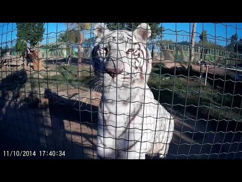 Attica Park Zoo (Attiko Parko) Highlights, Shot with SJ1000 - UCyly0SkVXoQ3nHbKj1QignA