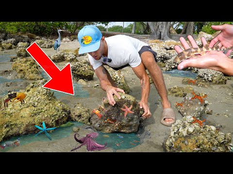 I Flipped BEACH ROCKS For HIDDEN SEA CREATURES!! In this video, We flip tons of rocks and go through hundreds of tide pools to see what sea creatures