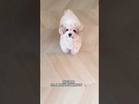 来和芝麻交朋友吧~ #萌宠 #我的养宠日常 #我家毛孩子 #宠物萌宠 #泰迪