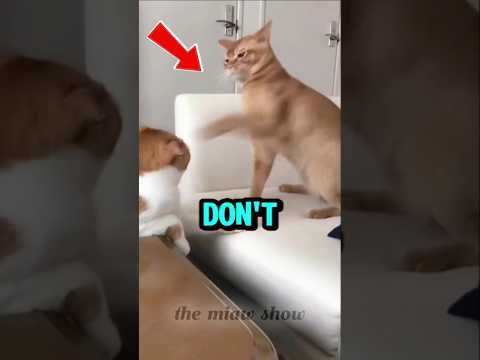 Cats Fighting Like Humans… Wait for the Ending! 😹#funnycats #shorts