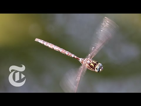 Dragonflies: Dainty but Deadly | The New York Times - UCqnbDFdCpuN8CMEg0VuEBqA