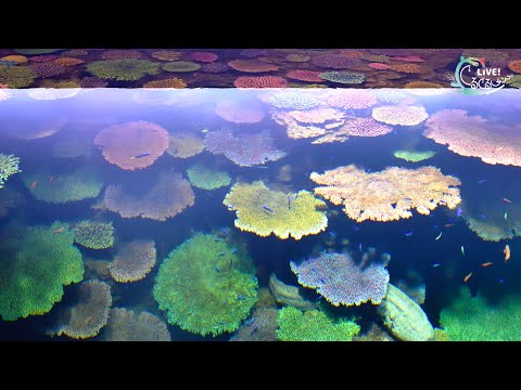 【海遊館】LIVE!ぐるぐるサンゴ! ⑨サンゴ担当の奮闘~生きたサンゴを大水槽で~