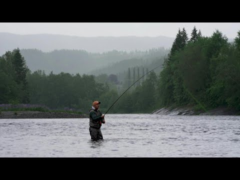Disappearing wild salmon spark concern among Norwegian anglers | AFP