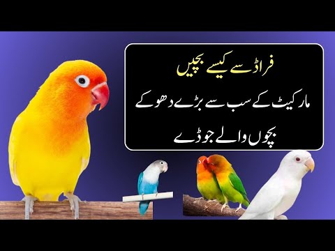 How to Buy Birds in 2026
