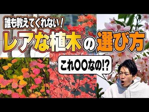 【最高の自己満足を】今年もやってきたレアな植木達をご紹介します。