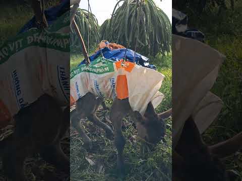 phân 1.tập đứng cho em bb đẻ non. #thanh vlog2271.TikTok Thanh phạm. bacnôngdân