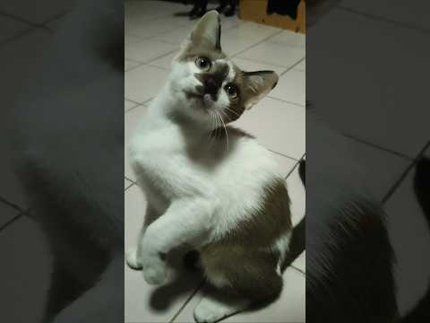 ลูกแมวน่ารัก #cat #music