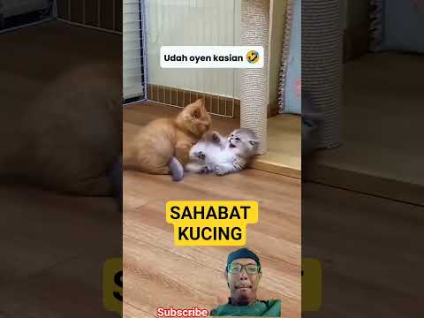 Kucing lucu berantem #cat #kucing #pets #kucinglucu #shortvideo