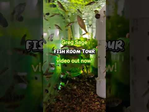 Green Dragon Plecos, Odessa Barbs, Goodeid and Mor 