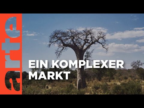 Carbon Credits: gut für das Klima? | ARTE Hintergrund