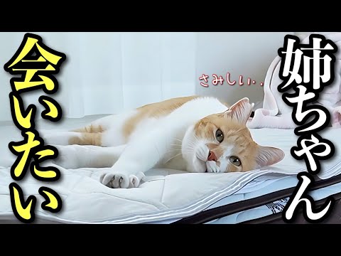 大好きな姉ちゃんが留学へ‥帰りを待つ姿が健気すぎる