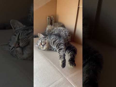 Box Cat! #cat #kitten #animals #cats