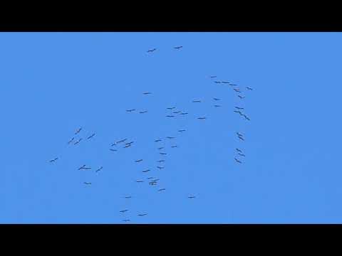 2026-03-07 LJUBLJANA Botanični vrt GRUIFORMES Grus grus SIVI ŽERJAV