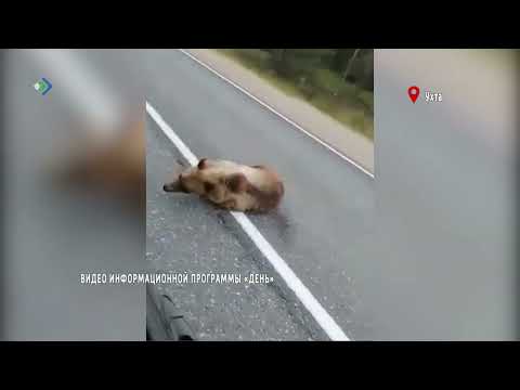 В Коми на трассе под Ухтой медведь решил устроить зарядку