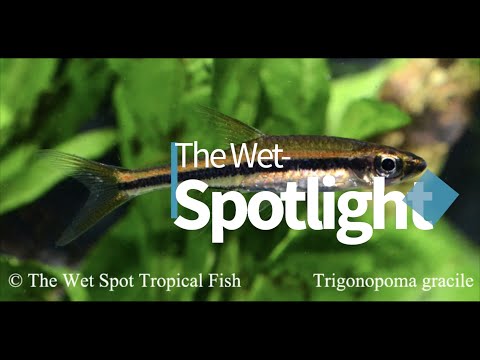 The Wet-Spotlight on (Trigonopoma gracile)! Presenting “The Wet-Spotlight”! A deeper look at some of our favorite fish from around the globe
