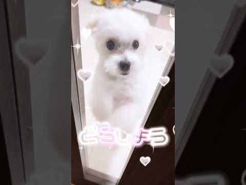 #Dog #Cute #Housekeeper #Greeting #maltese #=Love #いぬ #かわいい #お留守番 #出迎え #チワマル #超特急逃走中