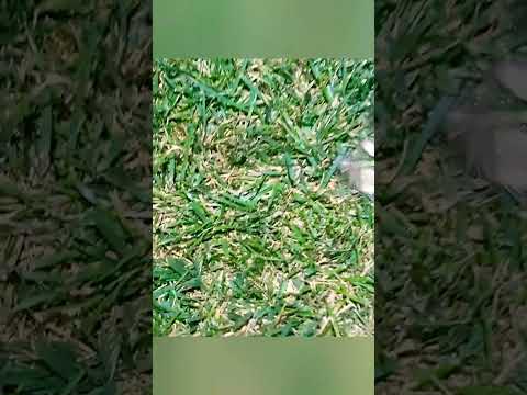 Сколько у нас рыбок? #рыбалка #fishing #shorts