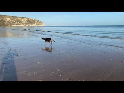 Click to view video Tom the Greyhound on the beach