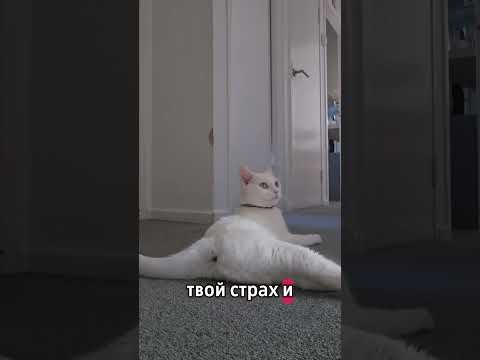#киса #cat #топ #моякошка #catlovers #shorts #shortsvideo #top #кисы #жизнь #сосмыслом #fyp #тренд