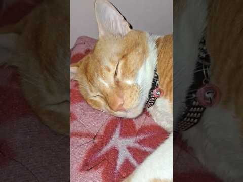 एसी मे घोड़े बेचकर  सोते है #सिम्बा#लाइफ #स्टाइल #cat #love #बिल्लू #cute