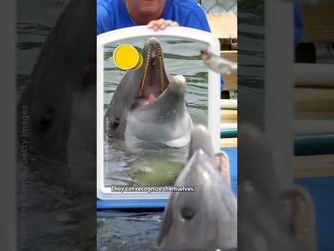 Skincare? No. Fincare. 🐬 #DolphinsUpClose #BertieGregory