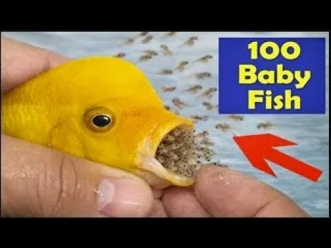 How Baby Fish Are Born | The Life Cycle of Fish #america #shortvideo #usa