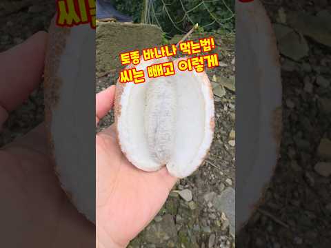 토종 바나나 조선 바나나 으름 먹는법! 씨는 빼고 이렇게 #shorts