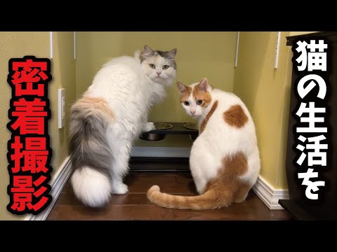 関西弁猫・つくしの1日の様子をお届け【かわいい＆面白】 サムネイル