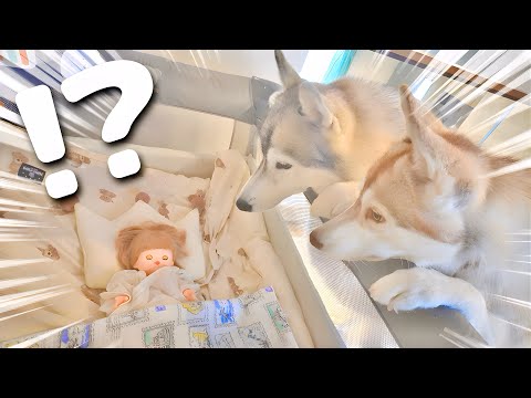 赤ちゃんを人形にすり替えたら愛犬は気付くのか検証してみたら...