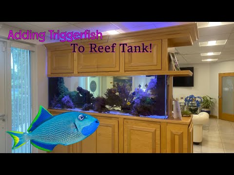 Triggerfish In large Saltwater tank #allmymoneygoestocoral #reeflife #fishbowl #fishtank #fish #fishaquarium #coraltank #saltwateraquari