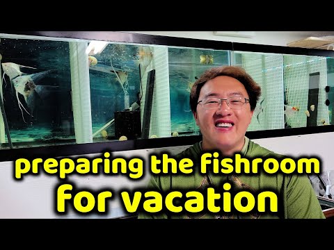 VACATION WITHOUT FISH SITTER Join me as I show how I prepare my fish room prior to going on vacation.