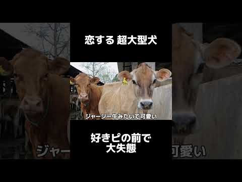 恋する超大型犬！好きぴの前で大失態！ #shrots