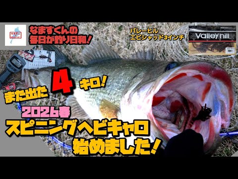 琵琶湖 2026「スピニングヘビキャロ始めました！｣ 56cm4020gロク無し4キロ！ ブラックスケール88H スピニング (なまずくんの毎日が釣り日和！)