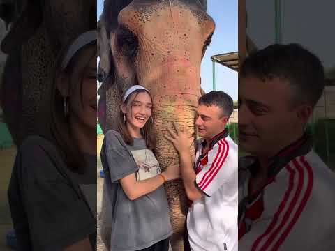 🐘 Elephant Activities @ Elephant Fun Park 🎉 #shortvideo