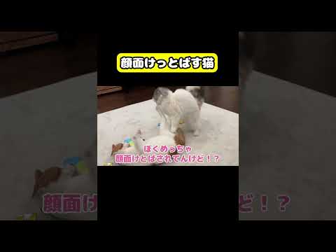 猫のつくしが顔面ハイキック成功！関西弁トークも必見の面白動画 サムネイル