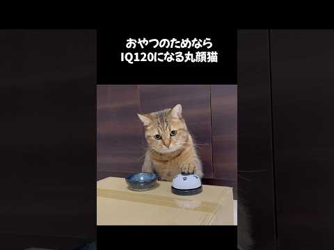 猫の動画サムネイル - オヤツのためならベルだろうが簡単に鳴らす猫　#shorts