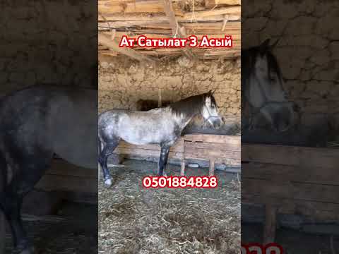 #рекомендации #horse #лошадки #рек #лошади #моялошадь