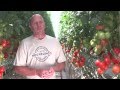 Houweling's Tomatoes World's Greenest Greenhouse