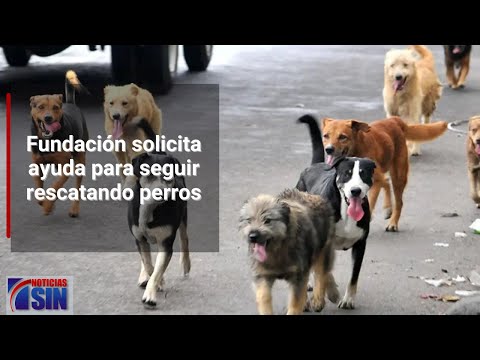 Fundación solicita ayuda para rescatar perros