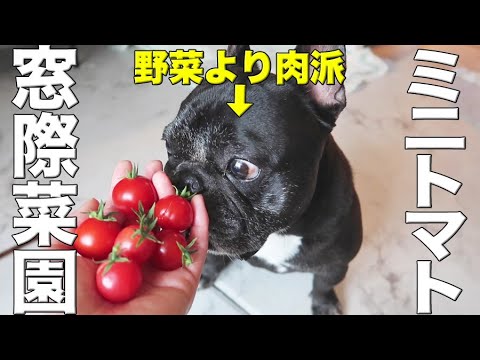 お肉大好きなお犬が家庭菜園ミニトマトを試食…果たしてよだれは出るのか！？