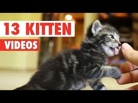 13 Funny Kittens Video Compilation 2016 - UCPIvT-zcQl2H0vabdXJGcpg